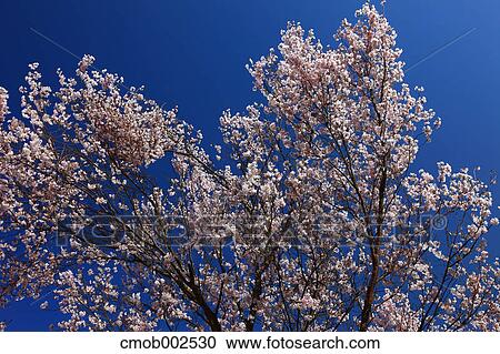 Cherry blossoms and blue sky View Large Photo Image Stock Image - Cherry blossoms and blue sky. Fotosearch