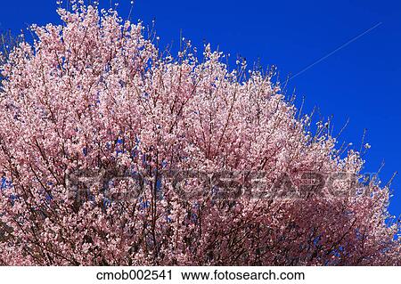Cherry blossoms and blue sky View Large Photo Image Stock Image - Cherry blossoms and blue sky. Fotosearch