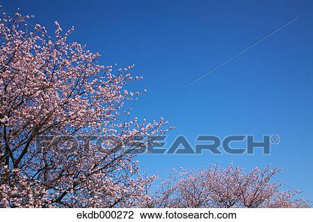 Stock Image - Cherry blossoms and blue sky. Fotosearch