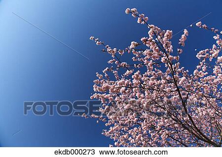 Cherry blossoms and blue sky View Large Photo Image Stock Image - Cherry blossoms and blue sky. Fotosearch