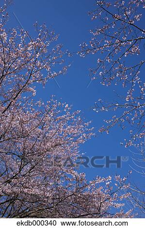 Cherry blossoms and blue sky View Large Photo Image Stock Image - Cherry blossoms and blue sky. Fotosearch