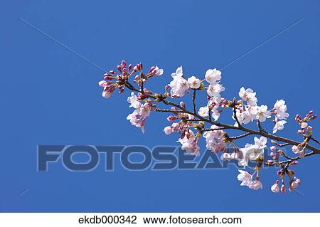 Cherry blossoms and blue sky View Large Photo Image Stock Image - Cherry blossoms and blue sky. Fotosearch