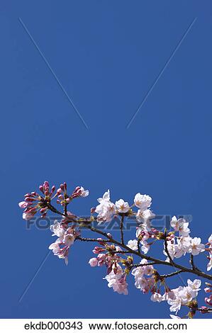 Cherry blossoms and blue sky View Large Photo Image Stock Image - Cherry blossoms and blue sky. Fotosearch