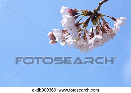 Cherry blossoms and blue sky View Large Photo Image Stock Image - Cherry blossoms and blue sky. Fotosearch