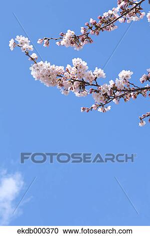 Cherry blossoms and blue sky View Large Photo Image Stock Image - Cherry blossoms and blue sky. Fotosearch