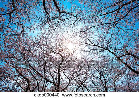 Cherry blossoms and blue sky View Large Photo Image Stock Image - Cherry blossoms and blue sky. Fotosearch