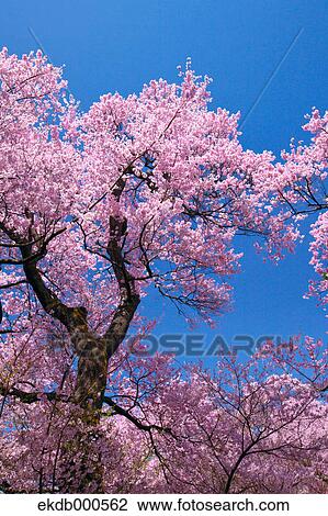 Cherry blossoms and blue sky View Large Photo Image Stock Image - Cherry blossoms and blue sky. Fotosearch
