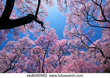 Stock Image - Cherry blossoms and blue sky. Fotosearch