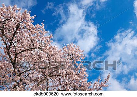 Stock Image - Cherry blossoms and blue sky. Fotosearch