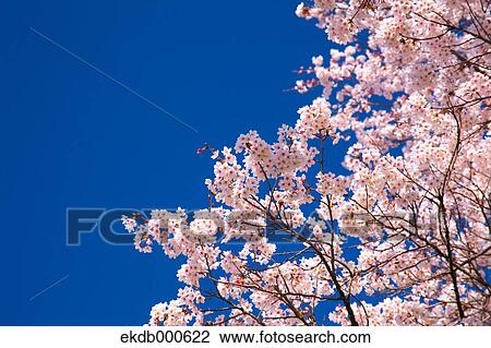 Cherry blossoms and blue sky View Large Photo Image Stock Image - Cherry blossoms and blue sky. Fotosearch