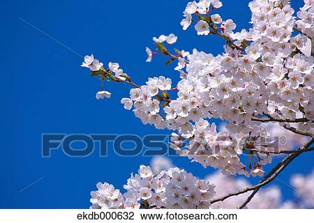 Cherry blossoms and blue sky View Large Photo Image Stock Image - Cherry blossoms and blue sky. Fotosearch