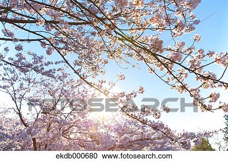 Stock Image - Cherry blossoms and blue sky. Fotosearch