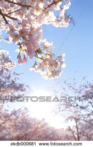 Cherry blossoms and blue sky View Large Photo Image Stock Image - Cherry blossoms and blue sky. Fotosearch