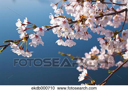 Stock Image - Cherry blossoms and blue sky. Fotosearch