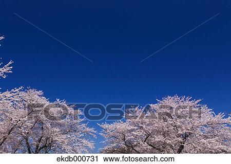 Cherry blossoms and blue sky View Large Photo Image Stock Image - Cherry blossoms and blue sky. Fotosearch