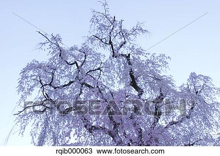Stock Image - Cherry blossoms and blue sky. Fotosearch