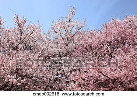 Stock Photo - Cherry blossoms and blue sky. Fotosearch