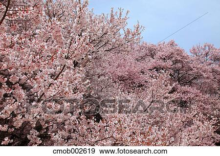 Cherry blossoms and blue sky View Large Photo Image Stock Photo - Cherry blossoms and blue sky. Fotosearch