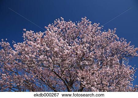 Stock Photo - Cherry blossoms and blue sky. Fotosearch