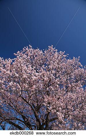 Cherry blossoms and blue sky View Large Photo Image Stock Photo - Cherry blossoms and blue sky. Fotosearch