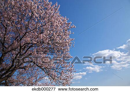 Cherry blossoms and blue sky View Large Photo Image Stock Photo - Cherry blossoms and blue sky. Fotosearch