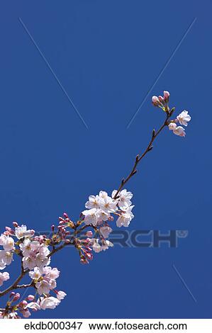 Cherry blossoms and blue sky View Large Photo Image Stock Photo - Cherry blossoms and blue sky. Fotosearch