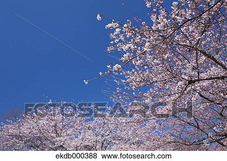 Cherry blossoms and blue sky View Large Photo Image Stock Photo - Cherry blossoms and blue sky. Fotosearch