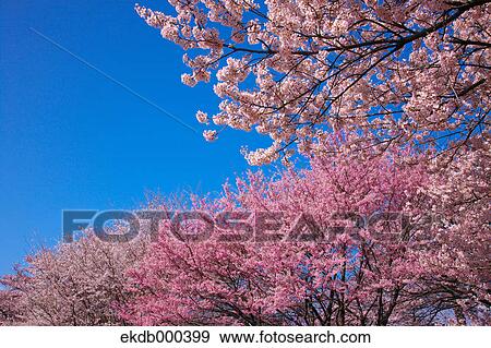 Cherry blossoms and blue sky View Large Photo Image Stock Photo - Cherry blossoms and blue sky. Fotosearch