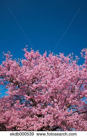 Cherry blossoms and blue sky View Large Photo Image Stock Photo - Cherry blossoms and blue sky. Fotosearch