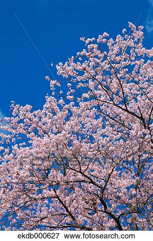 Cherry blossoms and blue sky View Large Photo Image Stock Photo - Cherry blossoms and blue sky. Fotosearch
