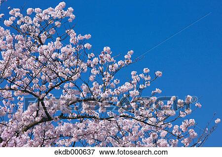 Stock Photo - Cherry blossoms and blue sky. Fotosearch