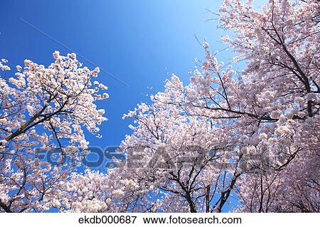 Cherry blossoms and blue sky View Large Photo Image Stock Photo - Cherry blossoms and blue sky. Fotosearch