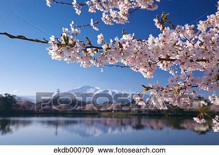 Stock Photo - Cherry blossoms and blue sky. Fotosearch