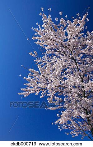 Stock Photo - Cherry blossoms and blue sky. Fotosearch