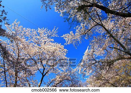 Cherry blossoms and blue sky View Large Photo Image Stock Photograph - Cherry blossoms and blue sky. Fotosearch