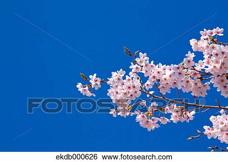 Stock Photograph - Cherry blossoms and blue sky. Fotosearch