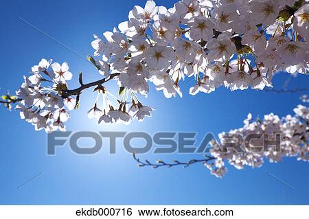 Cherry blossoms and blue sky View Large Photo Image Stock Photograph - Cherry blossoms and blue sky. Fotosearch