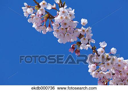 Cherry blossoms and blue sky View Large Photo Image Stock Photograph - Cherry blossoms and blue sky. Fotosearch