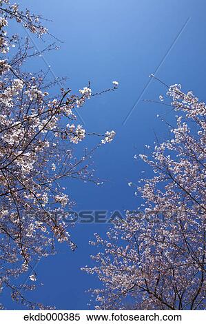 Cherry blossoms and blue sky View Large Photo Image Stock Photography - Cherry blossoms and blue sky. Fotosearch