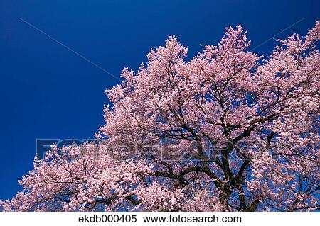 Cherry blossoms and blue sky View Large Photo Image Stock Photography - Cherry blossoms and blue sky. Fotosearch