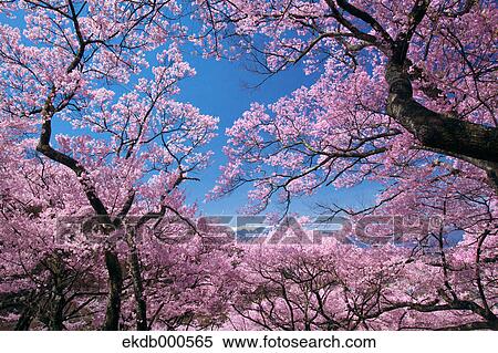 Cherry blossoms and blue sky View Large Photo Image Stock Photography - Cherry blossoms and blue sky. Fotosearch