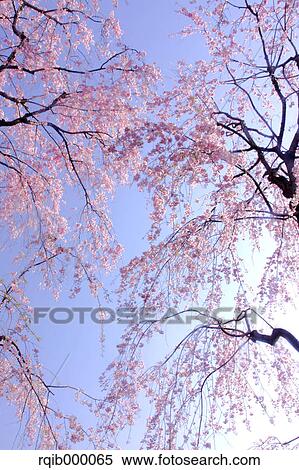 Cherry blossoms and blue sky View Large Photo Image Stock Photography - Cherry blossoms and blue sky. Fotosearch