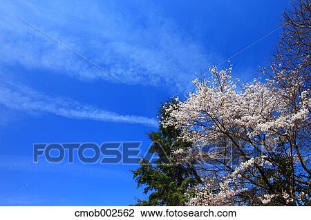 Cherry blossoms and blue sky with clouds View Large Photo Image Stock Image - Cherry blossoms and blue sky with clouds. Fotosearch