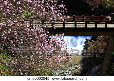 Cherry blossoms and bridge in Asuka, Nara Prefecture View Large Photo Image Stock Photography - Cherry blossoms and bridge in Asuka, Nara Prefecture. Fotosearch