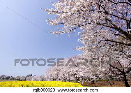 Cherry blossoms, field mustards and blue sky View Large Photo Image Stock Image - Cherry blossoms, field mustards and blue sky. Fotosearch