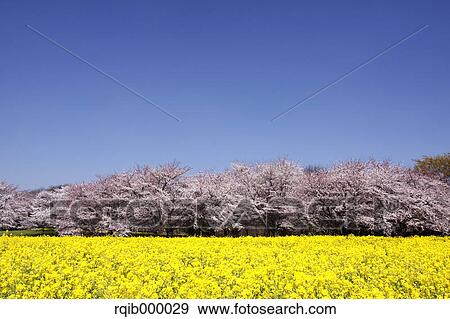 Stock Photo - Cherry blossoms, field mustards and blue sky. Fotosearch