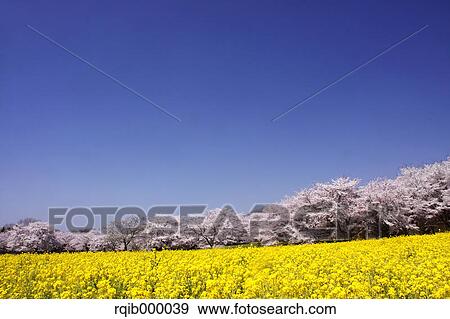 Stock Photo - Cherry blossoms, field mustards and blue sky. Fotosearch