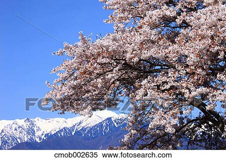 Cherry blossoms in Komagane, Nagano Prefecture View Large Photo Image Stock Photography - Cherry blossoms in Komagane, Nagano Prefecture. Fotosearch