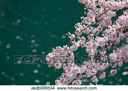 Picture - Cherry blossoms. Fotosearch