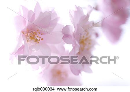Picture - Cherry blossoms. Fotosearch